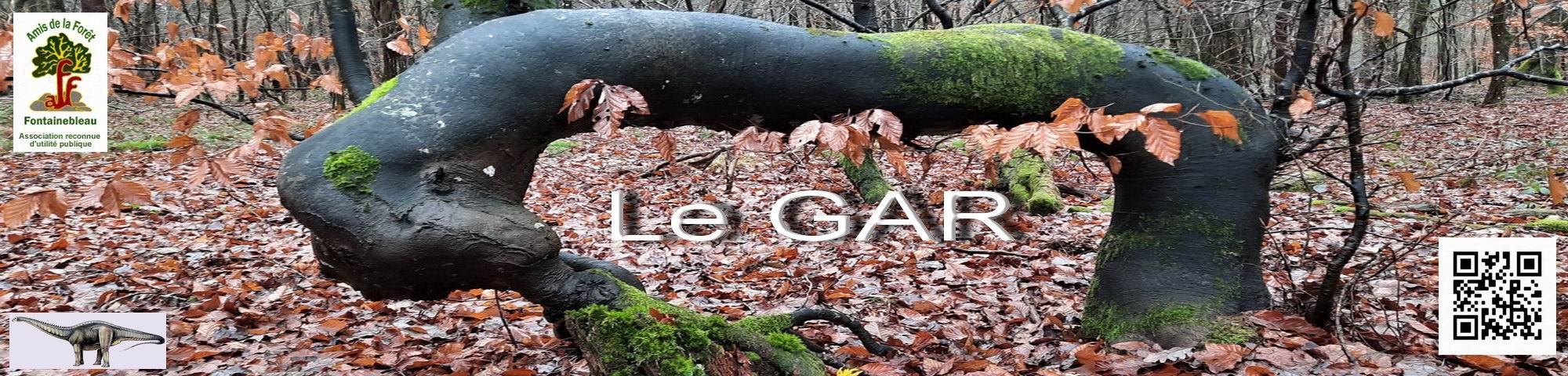 Groupe Arbres Remarquables