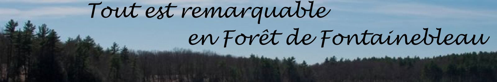 Groupe Arbres Remarquables